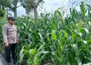 Aiptu Rusmiyadi Pantau Lahan Jagung di Desa Pulau Negara, Wujud Dukungan Ketahanan Pangan