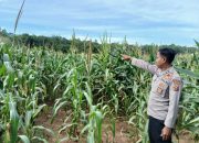 Kanit Bimas Polsek BP Peliung Pantau Pertumbuhan Jagung di Desa Pulau Negara