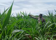 Kanit Bimas Polsek BP Peliung Cek Lahan Jagung di Desa Bantan Pelita