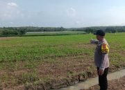 Dukung Ketahanan Pangan, Brigpol Suyudi Pantau Lahan Jagung di Wilayah Madang Suku I