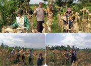 Panen Jagung di Desa Jati Mulyo, Polsek Madang Suku I Perkuat Dukungan Ketahanan Pangan Nasional