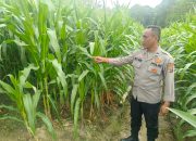 Kanit Binmas Polsek Belitang II Tinjau Lahan Jagung Warga di Sumber Harapan