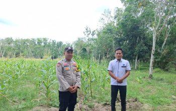 Polsek Belitang II Cek Lahan Jagung Milik Warga di Sumber Sari, Dukung Program Ketahanan Pangan