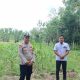 Polsek Belitang II Cek Lahan Jagung Milik Warga di Sumber Sari, Dukung Program Ketahanan Pangan