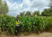 Polsek Belitang II Intensifkan Pemantauan Ketahanan Pangan, Aiptu Made Sudarsa Cek Lahan Jagung Warga