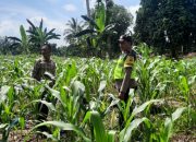Bhabinkamtibmas Polsek BP Peliung Pantau Pertumbuhan Jagung, Dukung Ketahanan Pangan Nasional