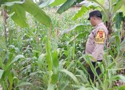 Bhabinkamtibmas Polsek BP Peliung Intensif Pantau Lahan Jagung, Dukung Ketahanan Pangan Nasional