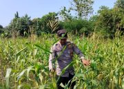 Kanit Bimas Polsek BP Peliung Tinjau Lahan Jagung di Desa Banu Mas, Perkuat Program Ketahanan Pangan