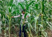 Kanit Bimas Polsek BP Peliung Tinjau Perkembangan Jagung di Desa Bantan, Dorong Kemandirian Pangan Warga