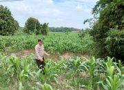 Bhabinkamtibmas Polsek BP Peliung Lakukan Monitoring Jagung di Desa Bantan, Dukung Program Pangan Nasional