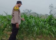 Briptu Dwi Pantau Lahan Jagung Warga di Desa Harjomulyo Jaya, Dukung Ketahanan Pangan Lokal