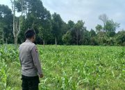 Kanit Patroli Polsek BP Peliung Rutin Pantau Pertumbuhan Jagung, Perkuat Ketahanan Pangan Daerah