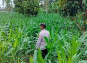Kanit Patroli Polsek BP Peliung Tinjau Lahan Jagung di Desa Pulau Negara, Dorong Kemandirian Pangan Warga