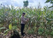 Kanit Bimas Polsek BP Peliung Pantau Lahan Jagung di Desa Saung, Kapolsek Tekankan Dukungan Ketahanan Pangan