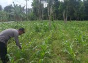 Kanit Patroli Polsek BP Peliung Cek Lahan Jagung di Desa Negeri Agung, Wujudkan Ketahanan Pangan Berkelanjutan