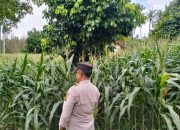 Bhabinkamtibmas Polsek BP Peliung Pantau Lahan Jagung di Pulau Negara, Dorong Ketahanan Pangan Berbasis Masyarakat