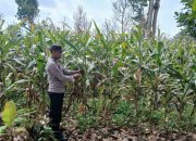 Kanit Bimas Polsek BP Peliung Pantau Lahan Jagung di Desa Saung, Perkuat Program Ketahanan Pangan