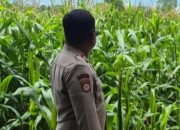 Bhabinkamtibmas Polsek BP Peliung Pantau Lahan Jagung, Dorong Kemandirian Pangan Warga