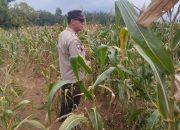 Bhabinkamtibmas Polsek BP Peliung Tinjau Lahan Jagung di Banu Mas, Dukung Ketahanan Pangan Nasional