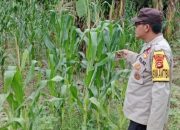 Pantau Lahan Jagung di Desa Bantan, Bhabinkamtibmas Polsek BP Peliung Perkuat Ketahanan Pangan Warga