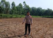 Kanit Binmas Polsek BP Peliung Pantau Jagung Warga di Pemetung Basuki, Dorong Swasembada Pangan