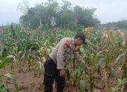 Bhabinkamtibmas Polsek BP Peliung Pantau Pertumbuhan Jagung, Dukung Ketahanan Pangan Nasional