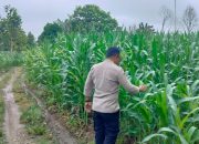 Bhabinkamtibmas Polsek BP Peliung Pantau Lahan Jagung di Desa Pulau Negara, Dukung Ketahanan Pangan