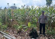 Kanit Bimas Polsek BP Peliung Intensif Pantau Lahan Jagung, Dukung Ketahanan Pangan Nasional
