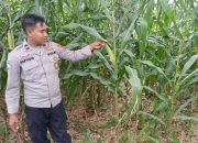 Kanit Binmas Polsek Buay Pemuka Peliung Pantau Pertumbuhan Jagung, Dukung Ketahanan Pangan Nasional