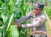 Kanit Patroli Polsek Buay Pemuka Peliung Rutin Pantau Lahan Jagung, Perkuat Ketahanan Pangan Warga