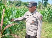 Kanit Patroli Polsek BP Peliung Rutin Pantau Tanaman Jagung di Lahan Ketahanan Pangan