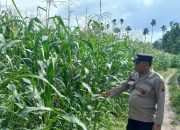Pantau Lahan Jagung di Desa Bantan, Kanit Patroli Polsek BP Peliung Perkuat Ketahanan Pangan