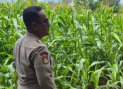 Bhabinkamtibmas Polsek BP Peliung Cek Lahan Jagung di Desa Negeri Pakuan