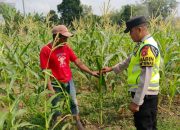 Pantau Lahan Jagung Warga, Polsek Madang Suku I Perkuat Ketahanan Pangan Daerah