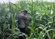 Kanit Binmas Polsek BP Peliung Pantau Lahan Jagung di Banu Mas, Dukung Program Ketahanan Pangan