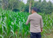 Bhabinkamtibmas Polsek BP Peliung Pantau Lahan Jagung di Bantan Pelita, Dukung Ketahanan Pangan Nasional