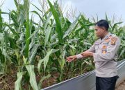 Kanit Binmas Polsek BP Peliung Pantau Pertumbuhan Jagung, Dorong Ketahanan Pangan Berbasis Masyarakat