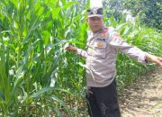 Bhabinkamtibmas dan Kasium Polsek BP Peliung Intensif Pantau Pertumbuhan Jagung di Lahan Ketahanan Pangan