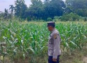 Polisi Turun ke Lahan, Polsek BP Peliung Pantau Pertumbuhan Jagung Program Ketahanan Pangan
