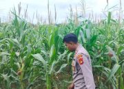 Kanit Bimas Polsek BP Peliung Tinjau Lahan Jagung Ketahanan Pangan di Desa Banu Ayu