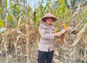 Bhabinkamtibmas Polsek BP Peliung Pantau Pertumbuhan Jagung di Desa Saung, Wujud Dukungan Ketahanan Pangan