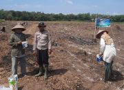Polsek BP Peliung Cek Perkembangan Lahan Jagung 3 Hektare, Wujud Dukungan Ketahanan Pangan Nasional
