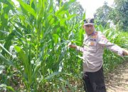 Kasium Polsek BP Peliung Pantau Perkembangan Tanaman Jagung di Lahan Ketahanan Pangan Desa Bantan