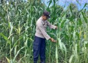 Kanit Bimas Polsek BP Peliung Rutin Kontrol Lahan Jagung Ketahanan Pangan di Desa Saung