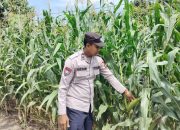 Kanit Bimas Polsek BP Peliung Tinjau Lahan Jagung Ketahanan Pangan di Desa Pemetung Basuki