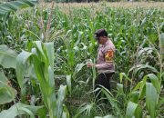 Rutin Pantau Lahan Pangan, Bhabinkamtibmas Polsek BP Peliung Cek Pertumbuhan Jagung di Desa Banu Ayu