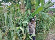 Bhabinkamtibmas Polsek BP Peliung Tinjau Perkembangan Tanaman Jagung di Desa Banu Mas
