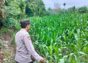 Polsek BP Peliung Monitoring Pertumbuhan Jagung di Lahan Ketahanan Pangan Desa Bantan