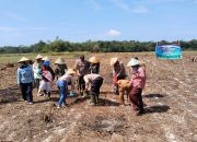 Polsek BP Peliung Ikuti Zoom Tanam Raya Jagung Polri, Wujudkan Program 1 Desa 1 Hektar untuk Ketahanan Pangan