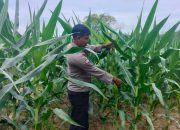 Kanit Bimas Polsek BP Peliung Rutin Kontrol Pertumbuhan Jagung di Lahan Ketahanan Pangan